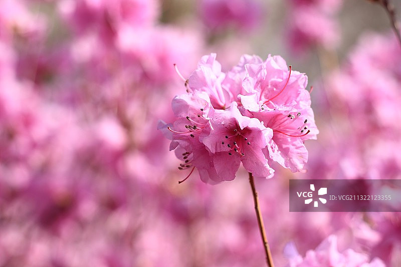 金达莱图片素材