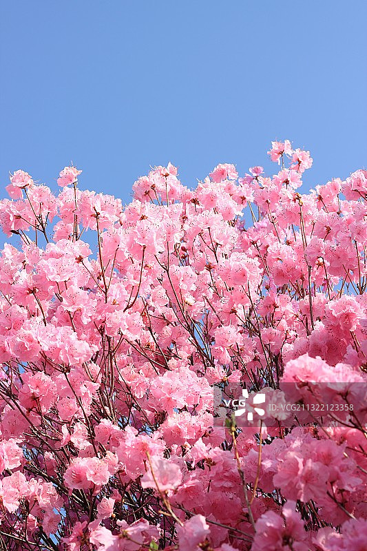 金达莱图片素材
