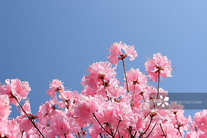 金达莱图片素材