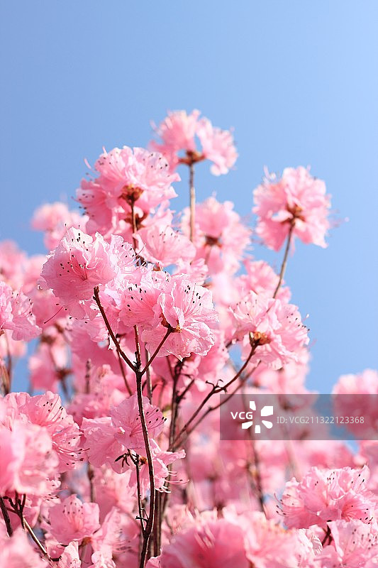 金达莱图片素材