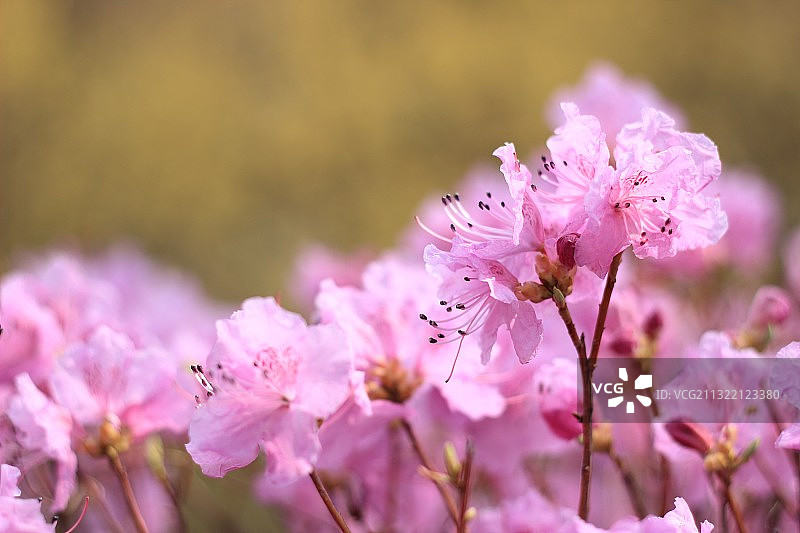 金达莱图片素材