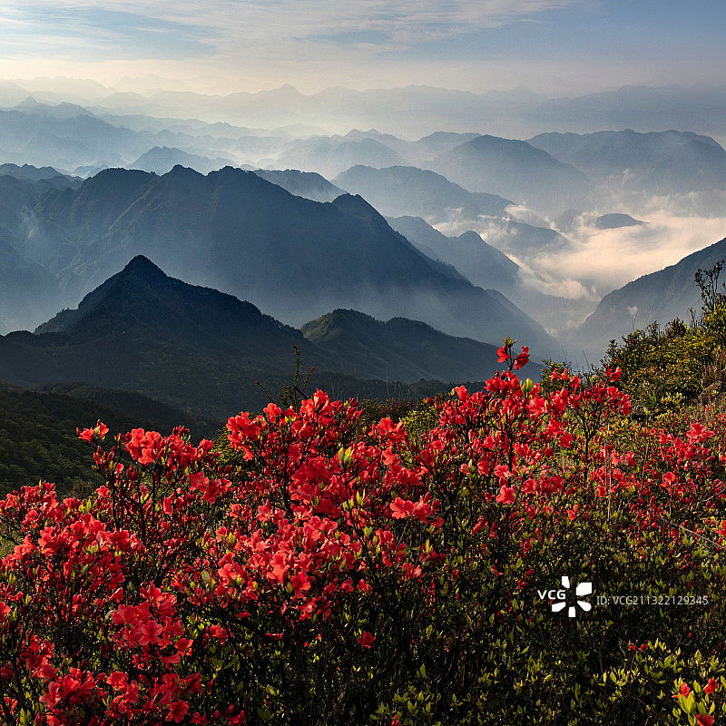 福建宁德高岗山杜鹃花盛开在山谷图片素材
