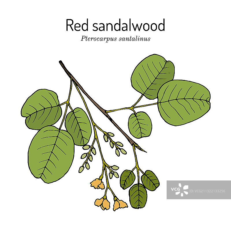 红色檀香紫檀药用图片素材