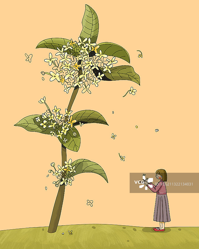 中国传统花卉之秋日桂花图片素材