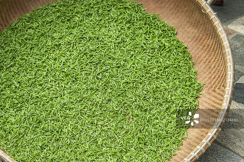 西湖龙井茶叶采摘图片素材