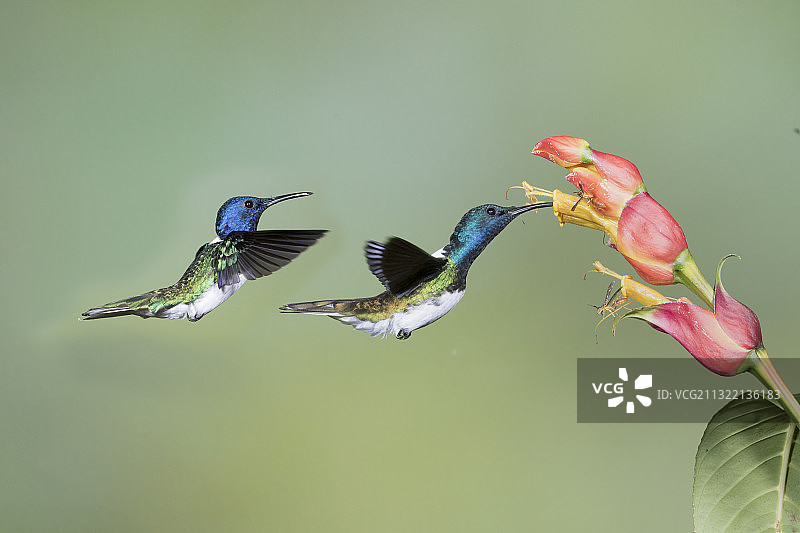 一对白颈蜂鸟雄鸟飞向花朵图片素材