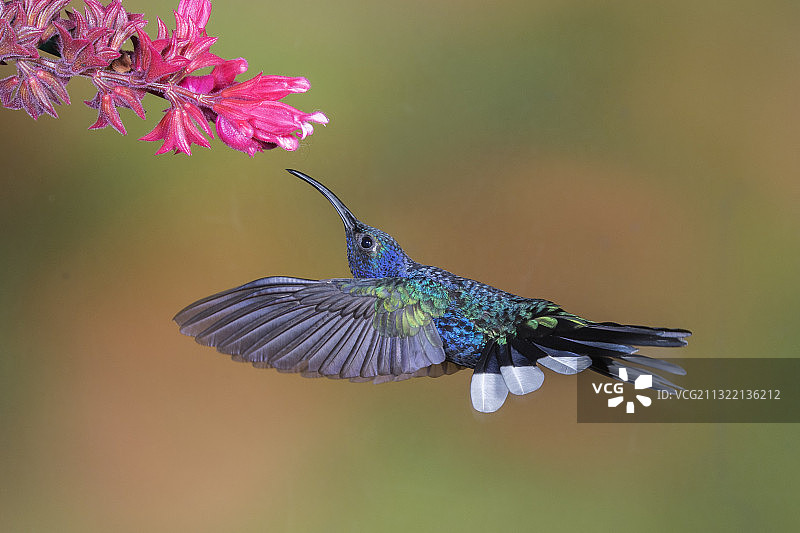 紫军刀蜂鸟雄鸟飞向花朵图片素材