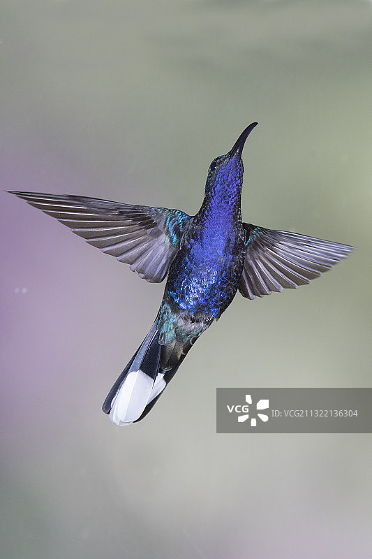飞行中的雄性紫军刀翅蜂鸟图片素材