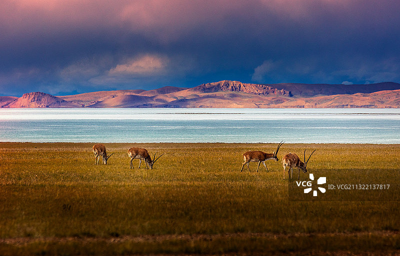 湖边悠闲的藏羚羊图片素材