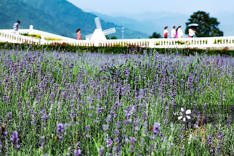 秦岭北麓周至薰衣草图片素材
