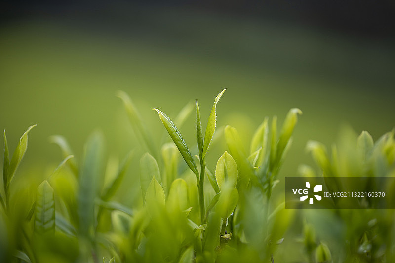 春茶采摘好时节图片素材