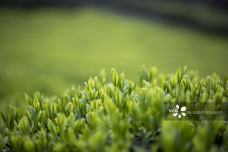 春茶采摘好时节图片素材