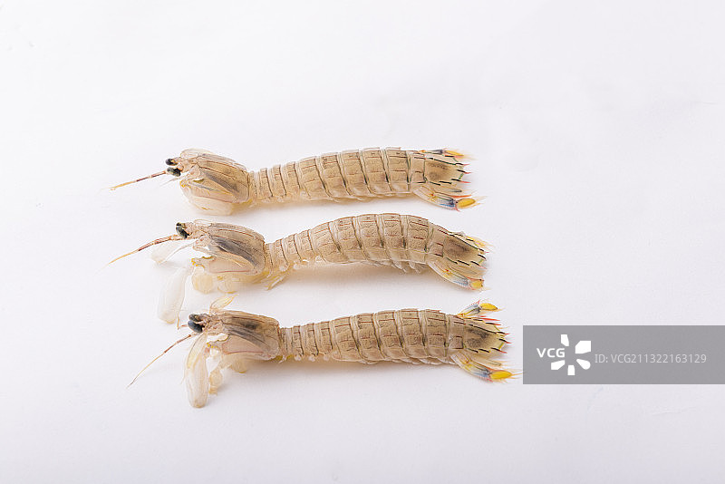 皮皮虾 虾姑图片素材