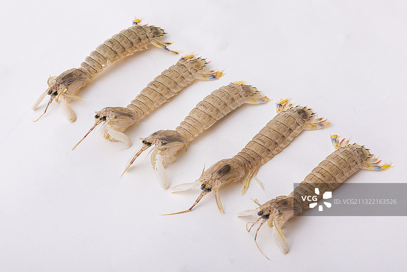 河虾 皮皮虾 虾姑图片素材