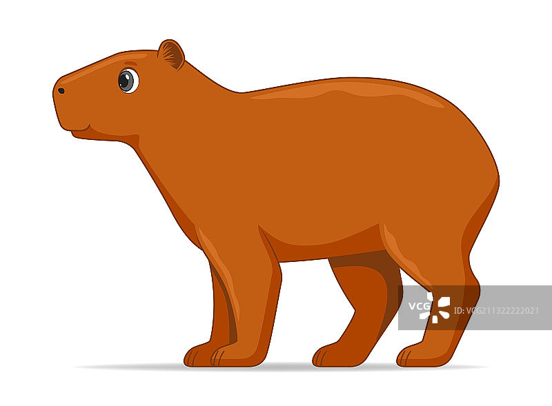 站在白色背景上的水豚图片素材