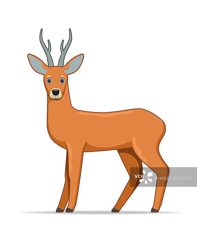 站在白色背景上的狍图片素材