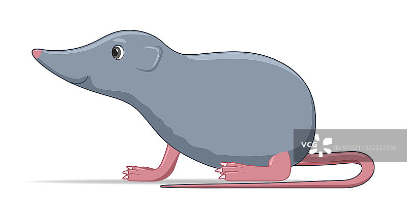 白色背景上的鼩鼱图片素材