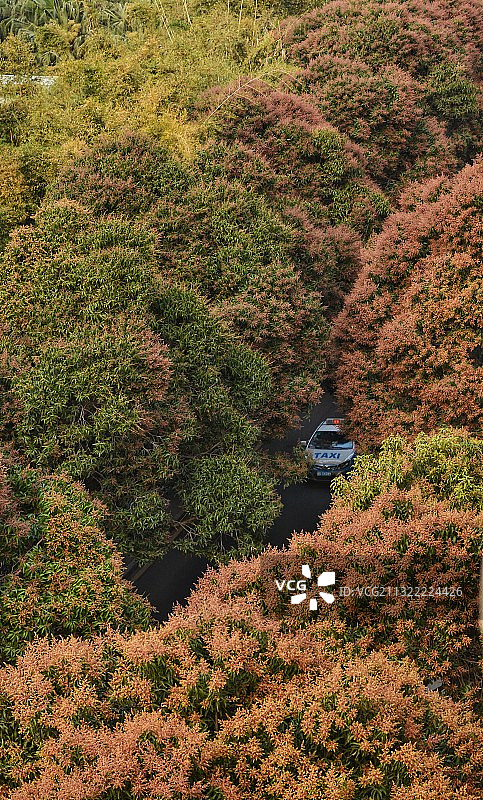 花开一路图片素材