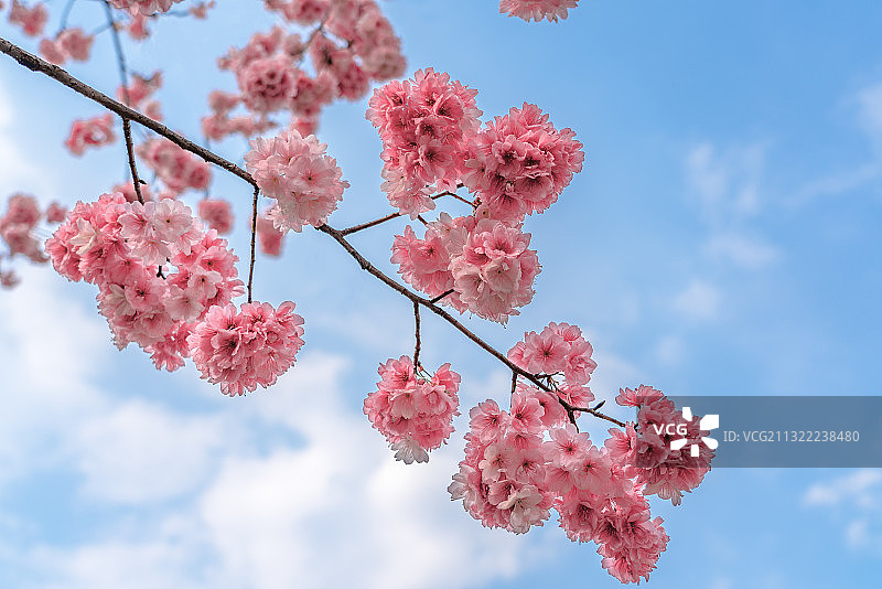 中国昆明圆通寺樱花图片素材