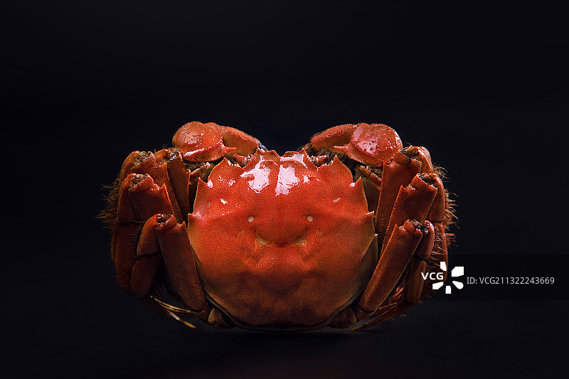 一只红色大闸蟹特写图片素材