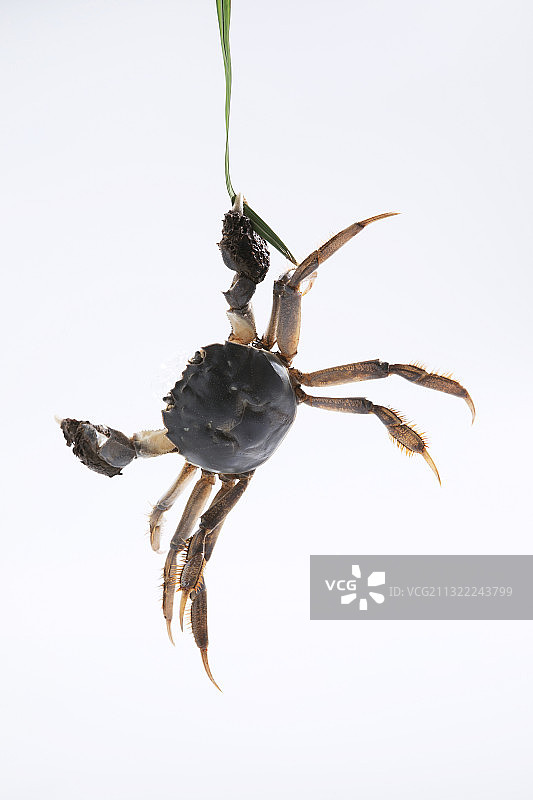 一只悬挂的鲜活螃蟹图片素材