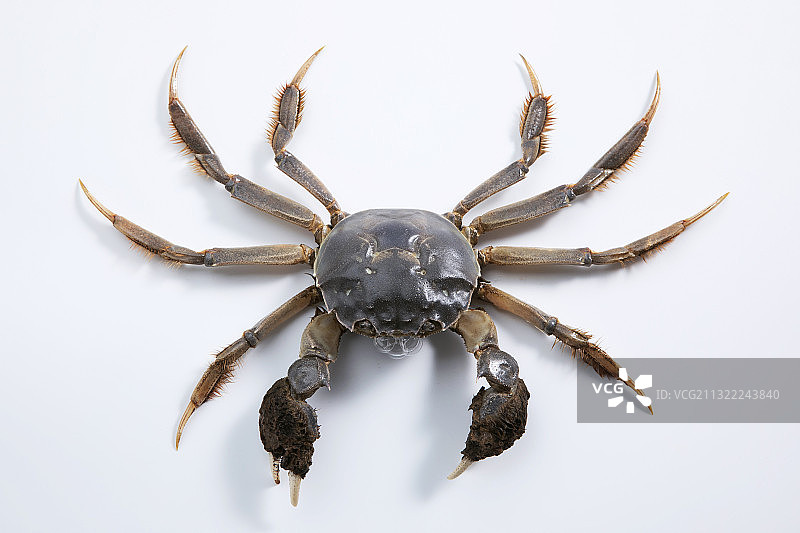 一只鲜活的大闸蟹图片素材