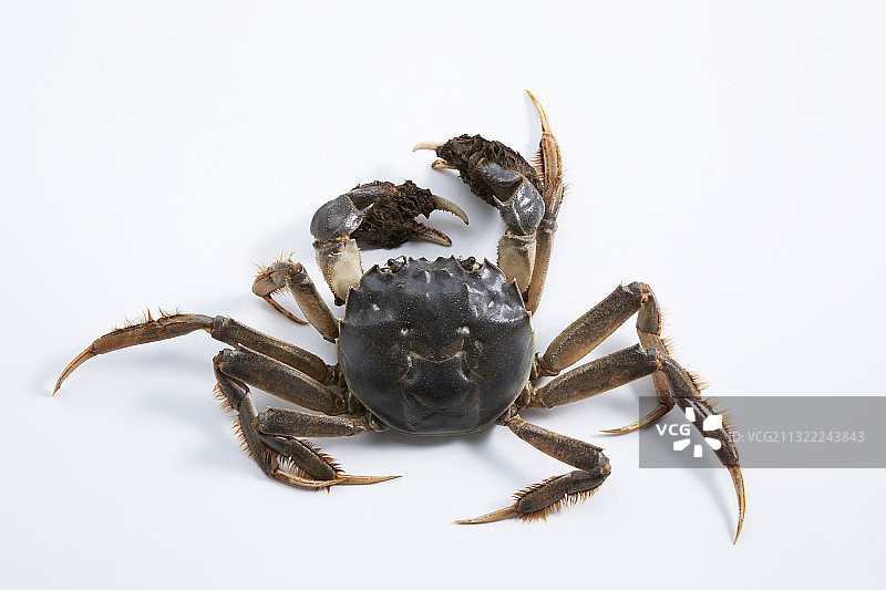 一只鲜活的大闸蟹图片素材