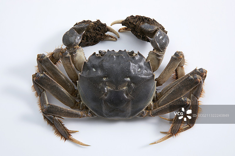 一只鲜活的大闸蟹图片素材