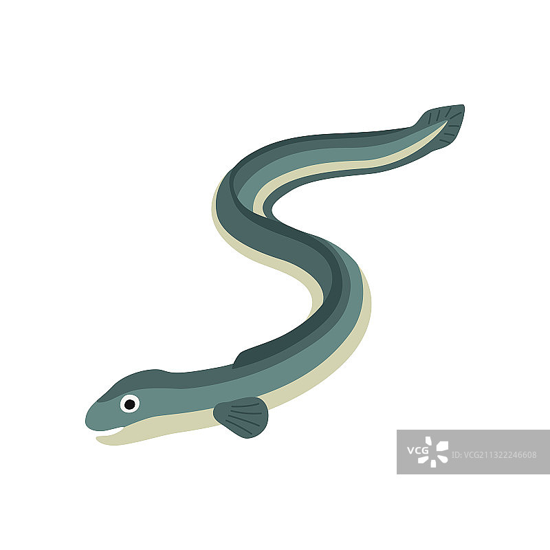 白色背景上的鳗鱼图片素材