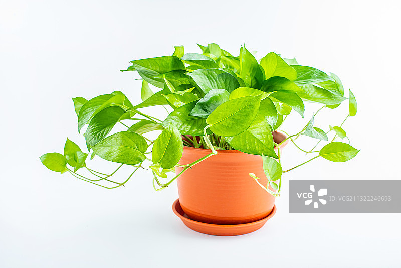 白背景上一盆绿萝图片素材