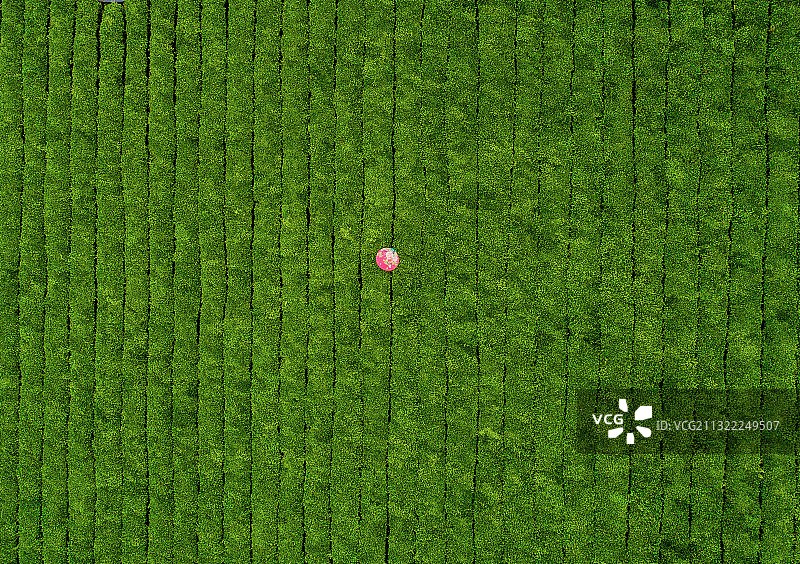 《生态茶园》图片素材