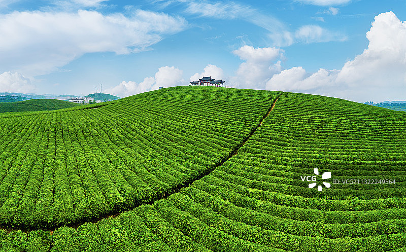 《生态茶园》图片素材