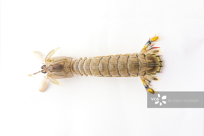 虾姑 皮皮虾图片素材