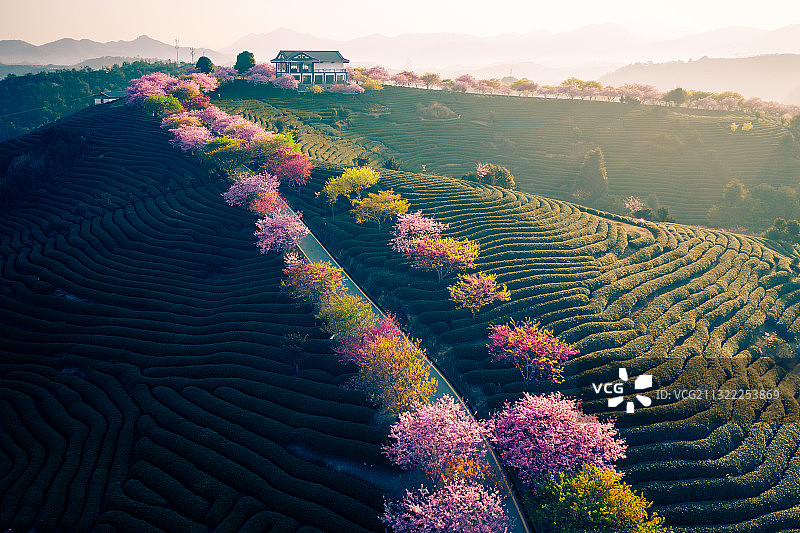 福建龙岩漳平永福台品樱花茶园，春天清晨盛开的樱花图片素材