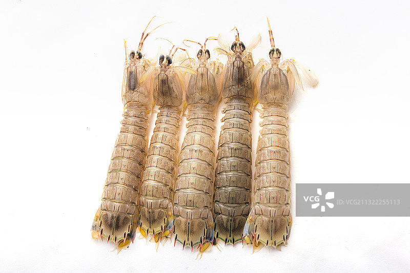 虾姑 皮皮虾图片素材