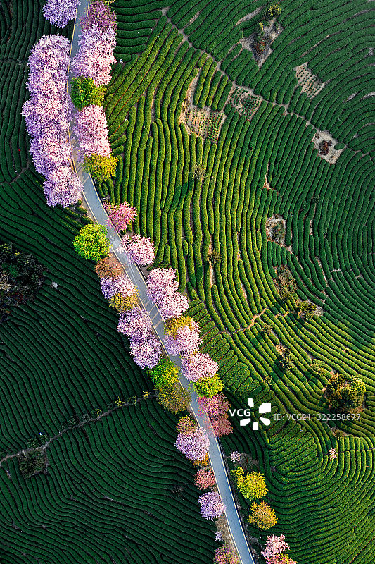 航拍福建龙岩永福樱花茶园，清晨的阳光中盛开的樱花图片素材