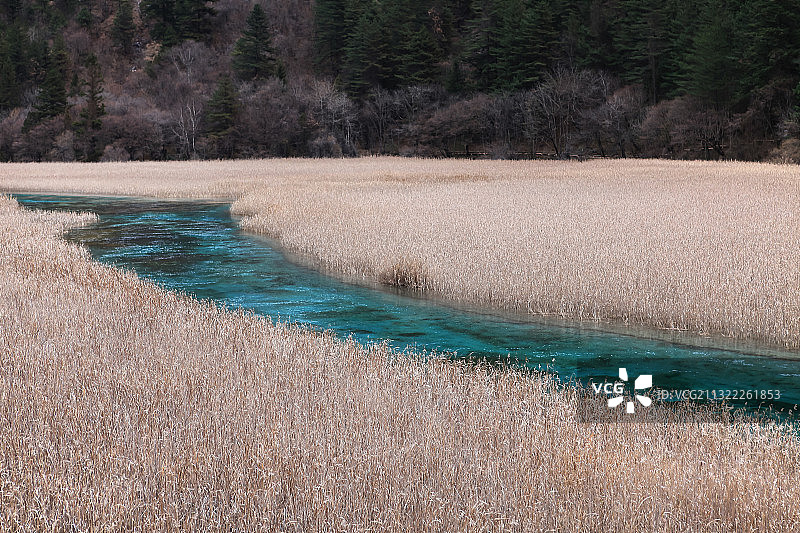芦苇海的秋景图片素材