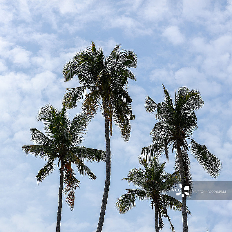 一排海边椰子林图片素材