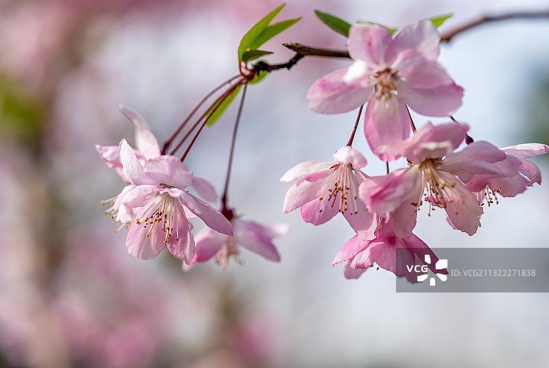 春天盛开的海棠花特写图片素材