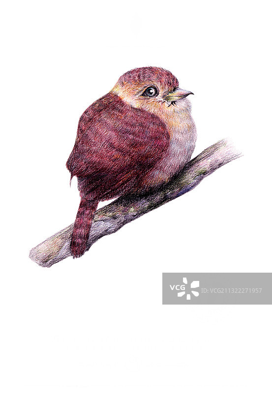 卡通彩色鸟类插画图片素材