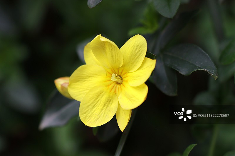 盛开的迎春花图片素材