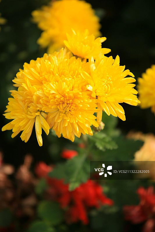 盛开的黄色怀菊图片素材