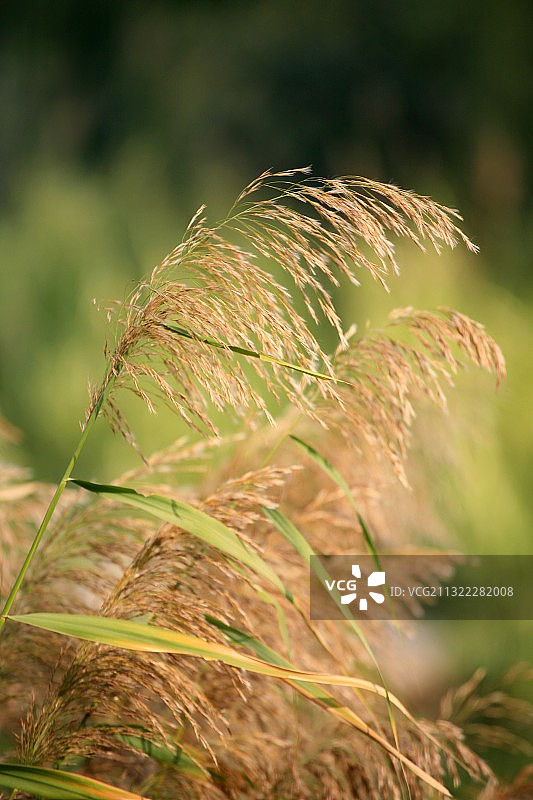 随风飘扬的芦苇图片素材