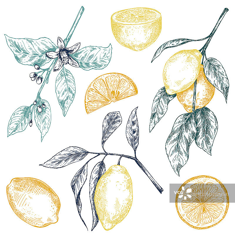手绘新鲜柠檬树合集图片素材