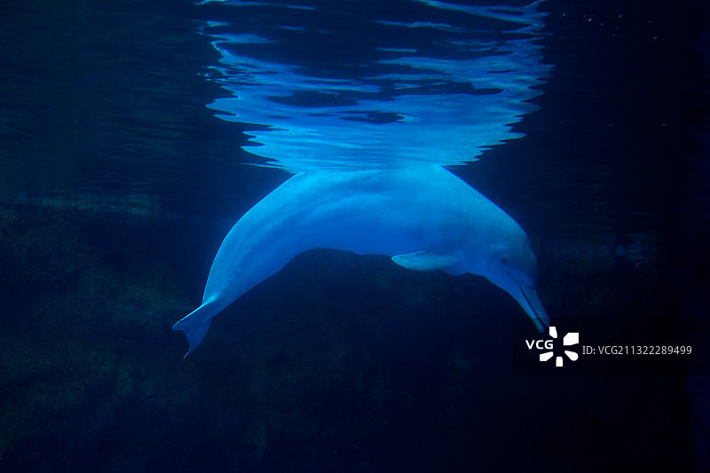 珠海长隆海洋动物王国的白海豚图片素材