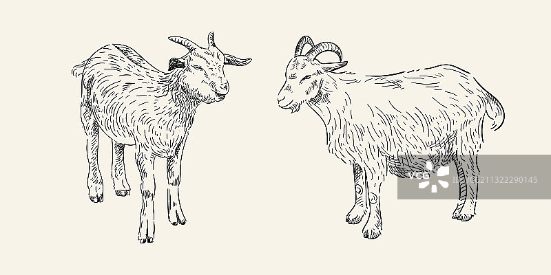 手绘山羊速写图片素材