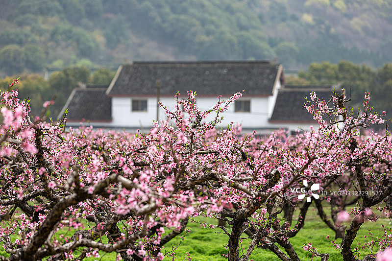 江苏省无锡市阳山镇桃花图片素材