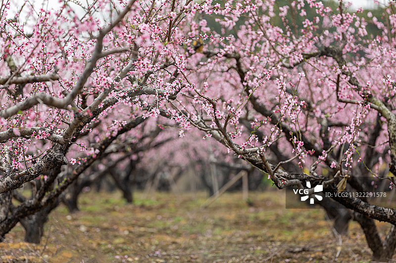 江苏省无锡市阳山镇桃花图片素材