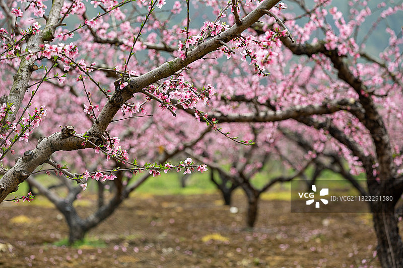 江苏省无锡市阳山镇桃花图片素材