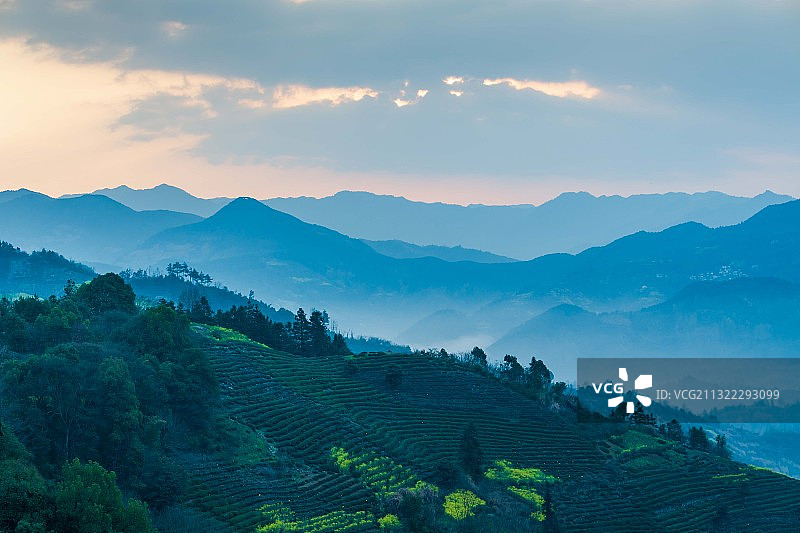 高山茶园，安徽歙县图片素材
